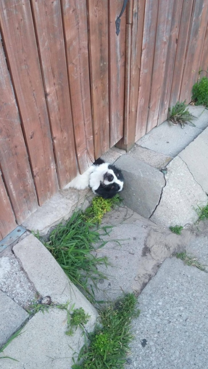 14. So bittet der Hund der Nachbarn um Aufmerksamkeit.