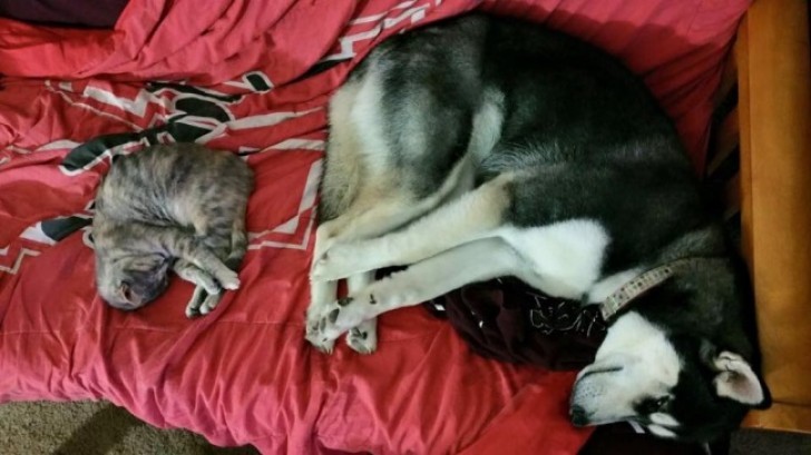 16. Dog and cat finally agree (on the position to assume while sleeping)