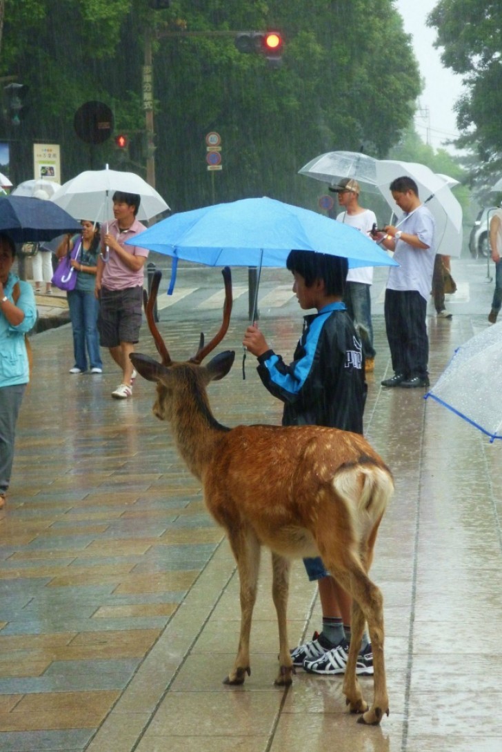 19. A child shelters a deer from the rain in the city of Nara (Japan).