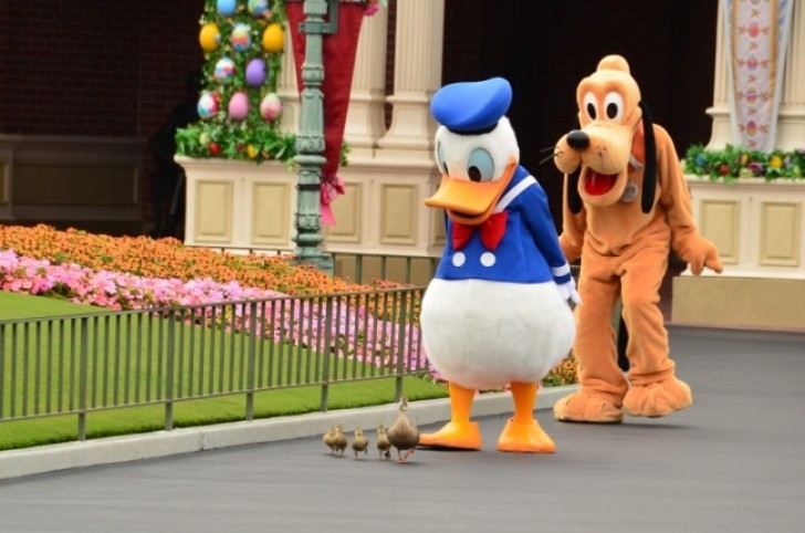 2. A duck accompanies a family of ducks towards a pond