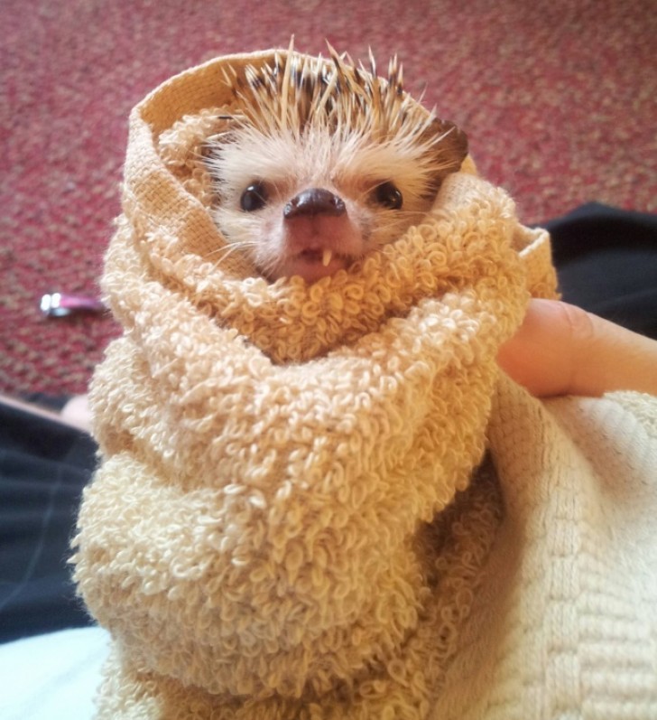 20. A hedgehog with only one tooth photographed immediately after its bath. This is enough to change your day!