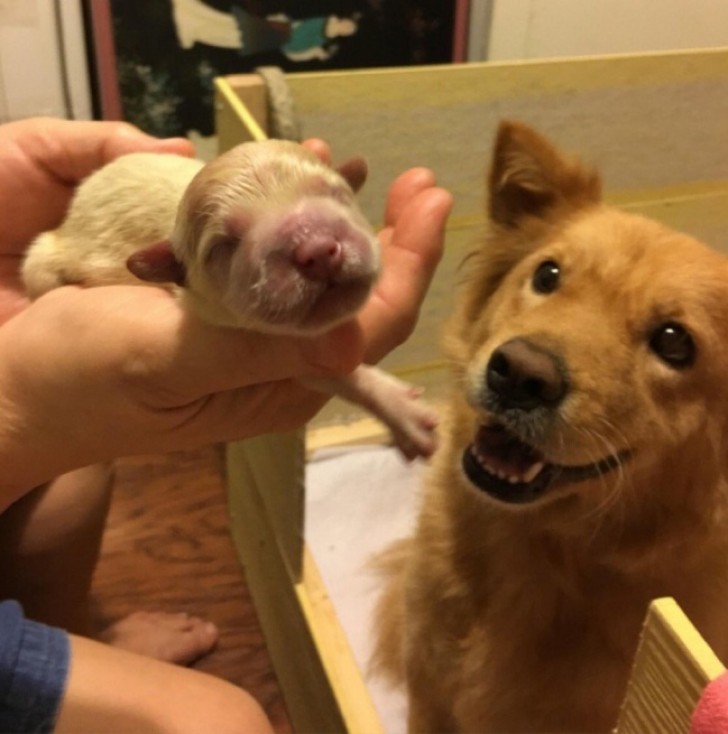 22. Un orgulloso papa ve el cachorro por primera vez