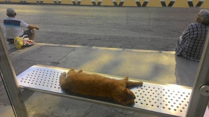 25. Om de kat niet wakker te maken, wachten deze mensen op de bus zittend op de grond... Wow!