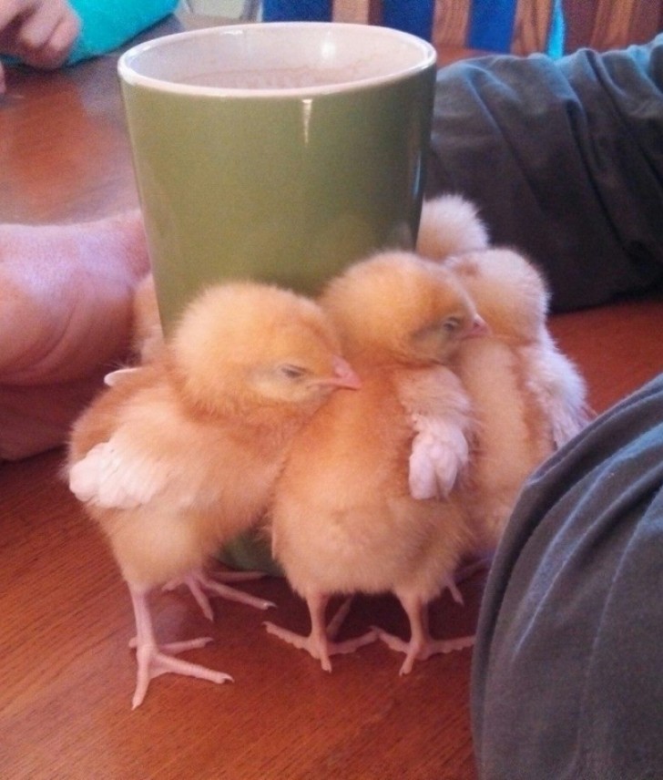 5. Some sweet little baby chicks, only a few days old, gather around a hot cup of tea