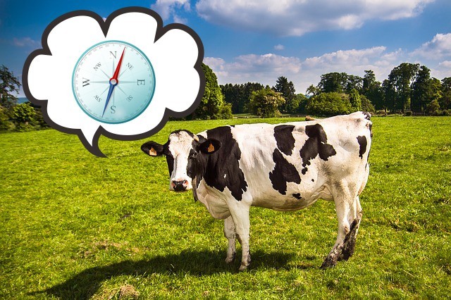 7. Haben Kühe einen inneren Kompass?