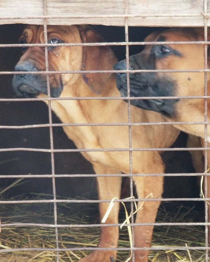 "Vanochtend hebben Matt en ik een van de 17.000 hondenfokkerijen bezocht in Zuid-Korea."