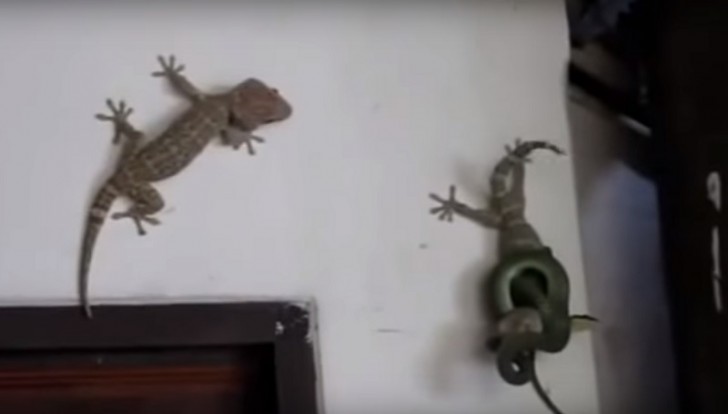 Un exemple de solidarité entre geckos