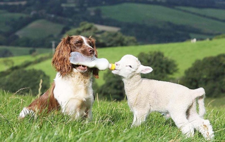 Un vero cane pastore si occupa di tutto!