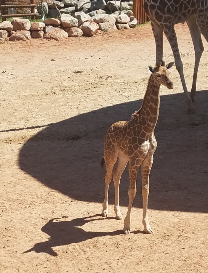 Imagine o que esta girafa quer ser quanto crescer?