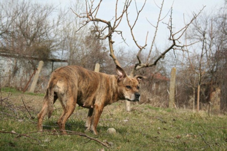 Ecco a voi il cane-renna!