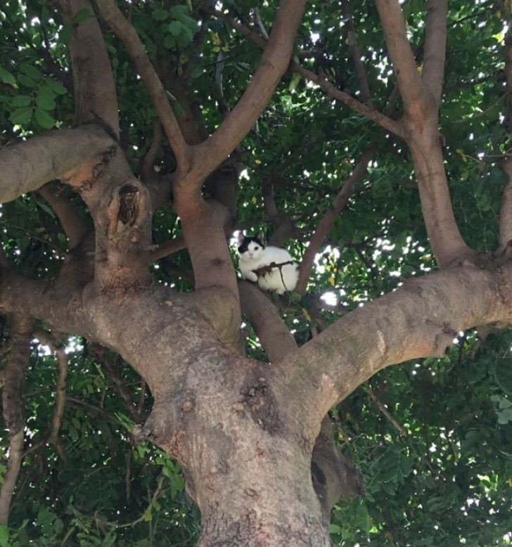 Een kat die de boom niet uit wil...