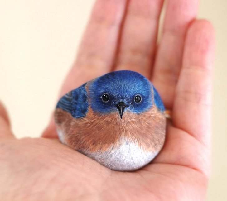 A bluebird specimen (Sialia)