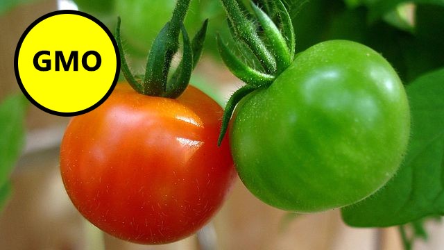 Frutta e verdura OGM