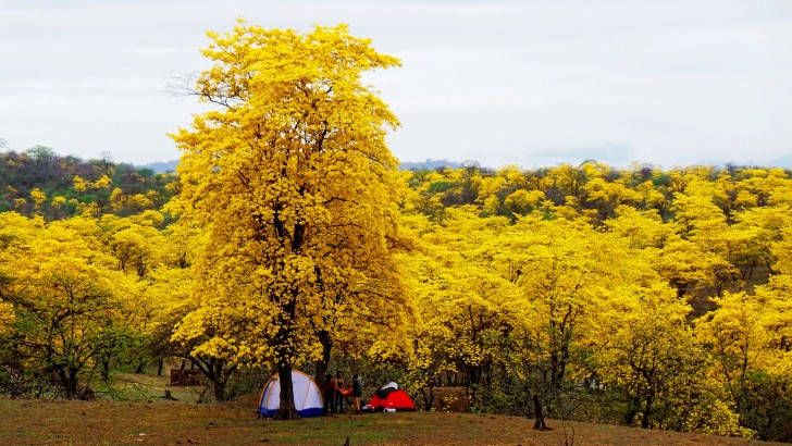 40 mila ettari di terreno che fra febbraio e aprile si tingono di un giallo intenso.