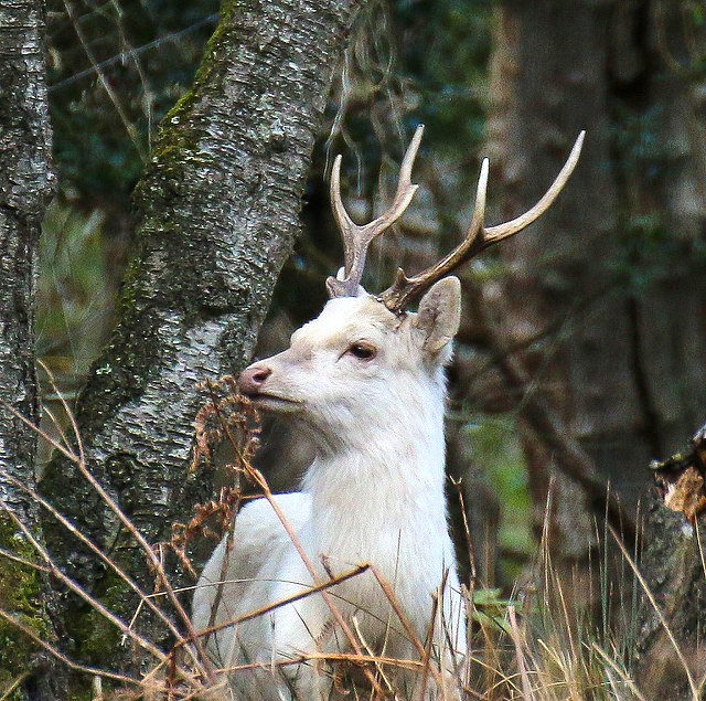 24 december till 20 januari, vit hjort