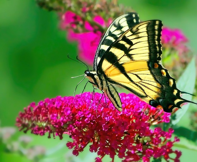 30 september - 27 oktober, vlinder
