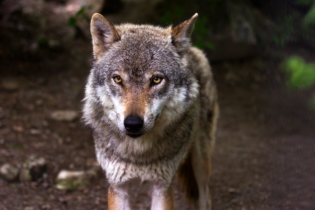 28. Oktober - 24. November, Wolf