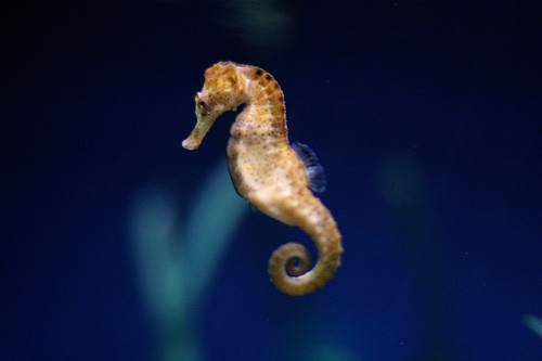 February 18th - March 17th --- born under the sign of the seahorse