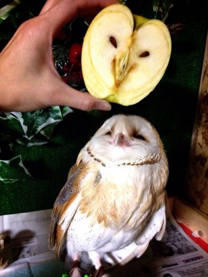 Hey, an owl!