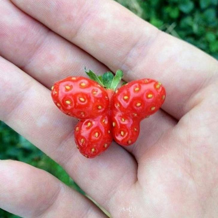 A butterfly strawberry!