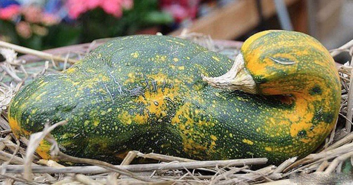 A feathery duck squash!