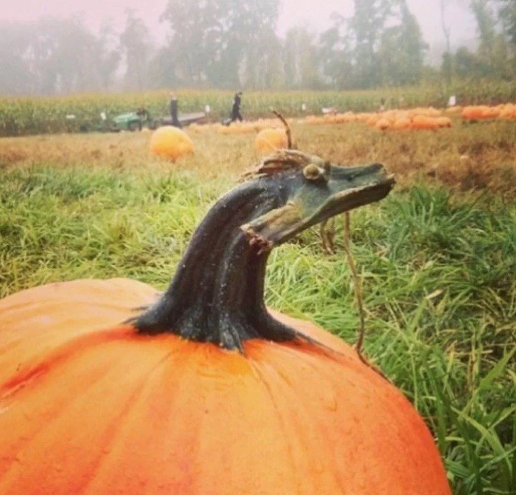 ...Y la calabaza dragon.