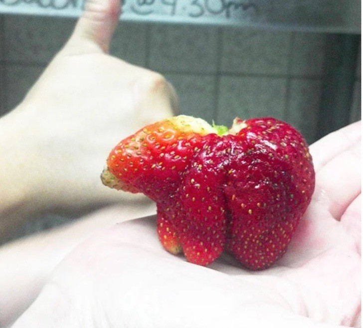 A polar bear strawberry!