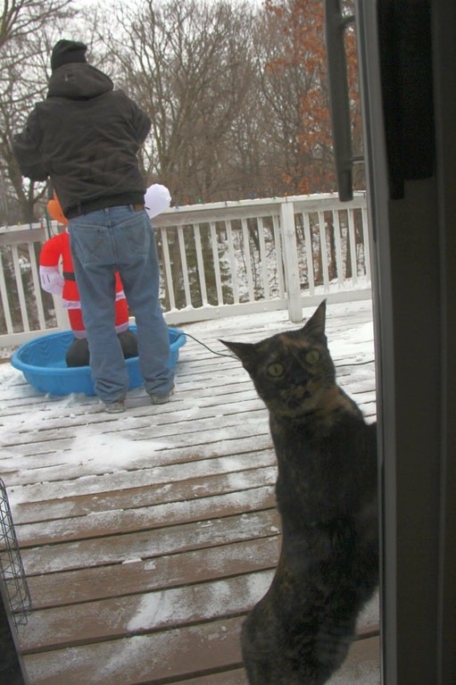 Our cat followed my father out but when he realized how cold it was ...