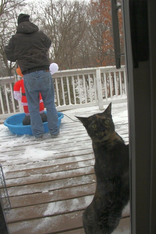 Il nostro gatto ha seguito mio padre fuori ma quando ha capito quanto freddo faceva...