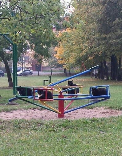 Cammini al parco e vedi questa scena... Fa quasi paura!