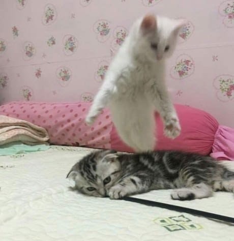 Beautiful shot of a feline attack --- Yes, a little kitten can suddenly turn into a ninja!
