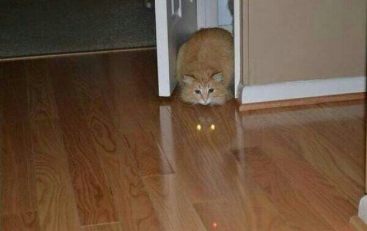 Have you always thought that cats have super-powers? You were right, of course!