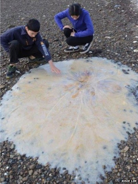 Het lijkt vloeistof... maar eigenlijk is het een gigantische kwal die werd gevonden op het strand in Tasmanië