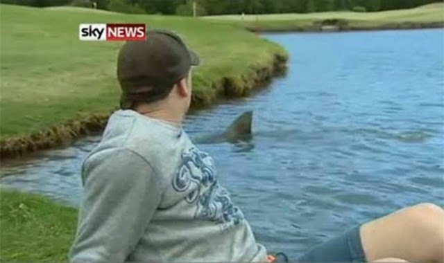 In Australien kann man Haie auch in den Seen der Golfplätze sehen