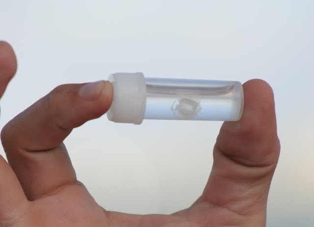 La méduse minuscule Irukandji, dont la piqûre peut causer des spasmes musculaires généralisés, des fluctuations de tension et, dans certains cas, la mort