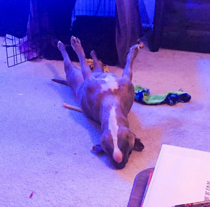 And what do you think about this position of a dog lying on its back with its legs sticking up in the air? Plus being able to do it while sleeping, well ... It's not for everyone!