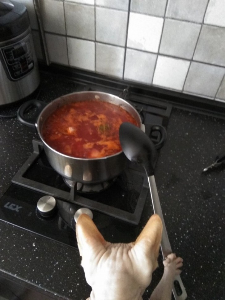 You will be surprised at the culinary skills of cats!