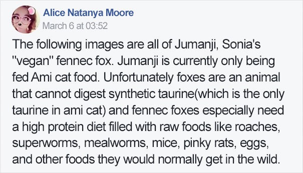 Puisque les fennecs n'arrivent pas digérer la taurine synthétique, présente dans les boîtes pour chat que Sonia donne à Jumanji, l'animal souffre de problèmes alimentaires.