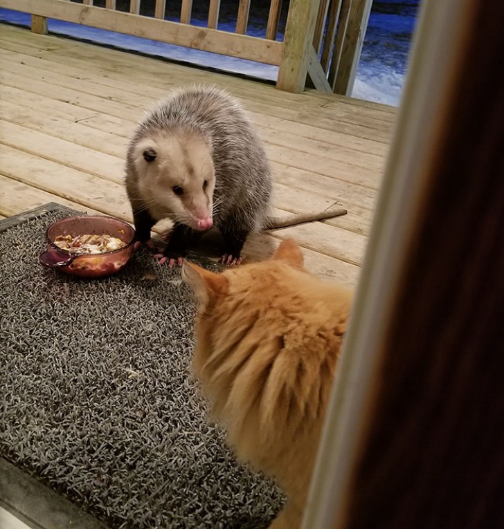 "Hola amigo, te has perdido? Ehm...aquella seria MI cena"