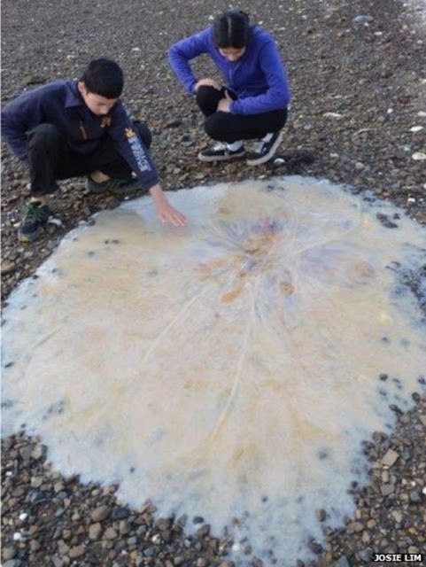 On dirait un liquide... c'est en fait une méduse géante retrouvée sur une plage en Tasmanie!