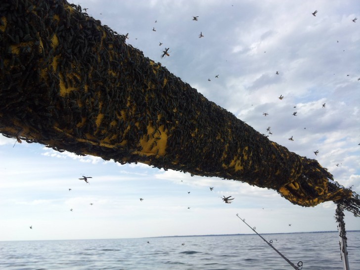 In Australia, it can happen that you go out on a boat and meet a swarm of "invading locusts"!