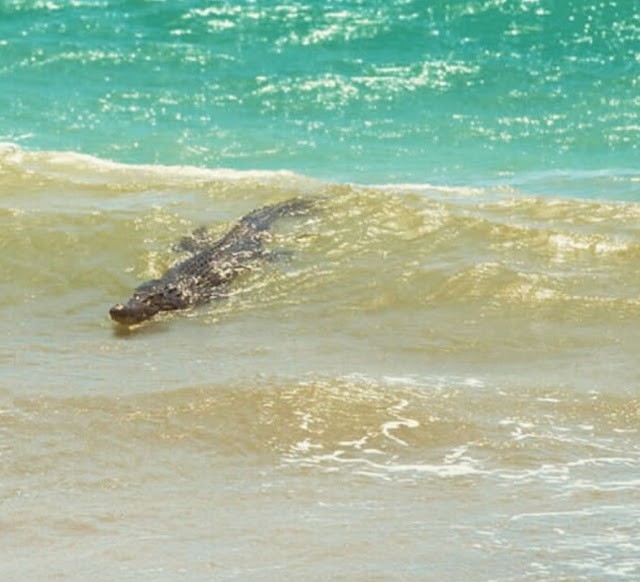 A close encounter with a crocodile! How does that sound?