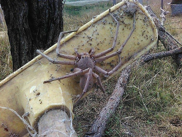 Il y a également certaines des plus grandes araignées du monde....