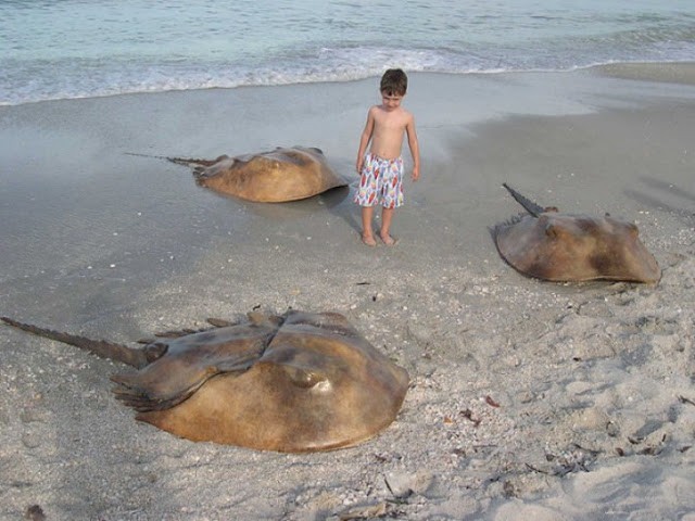 In this country, you can really learn a lot about animals. These are the famous Horseshoe Crabs (Limulus polyphemus).