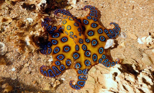 Der Oktopus mit blauen Ringen, friedliche Tiere, deren Biss jedoch für uns Menschen tödlich sein kann.