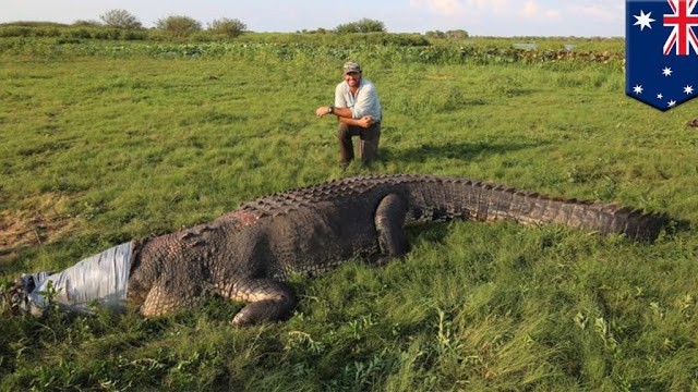 Retour sur les crocodiles: en Australie il y a des spécimens GIGANTESQUES!