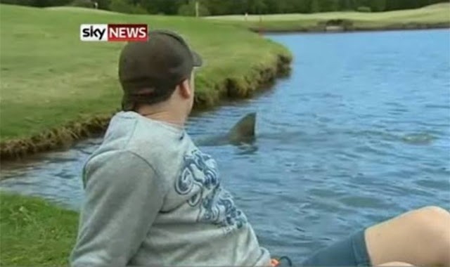 In Australië zijn haaien ook te vinden in de meertjes van de golfbanen.