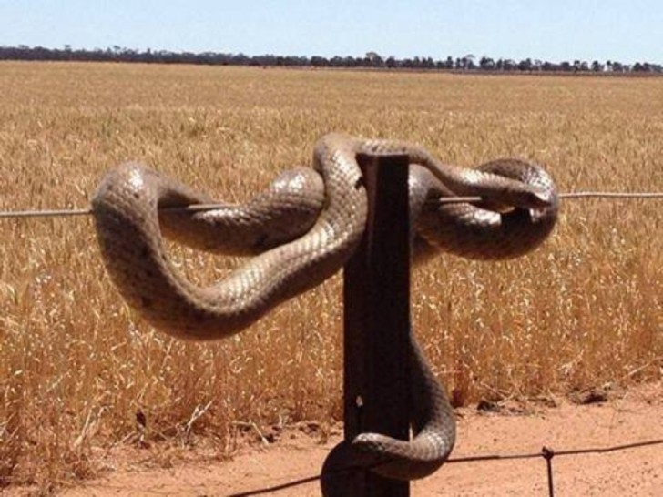 E cobras muito pequenas...