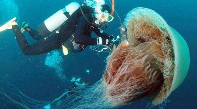 Alcune meduse hanno queste dimensioni...