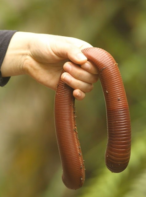 Megascolides australis, uma lombriga gigante.